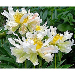 Peonija  `Green Lotus`